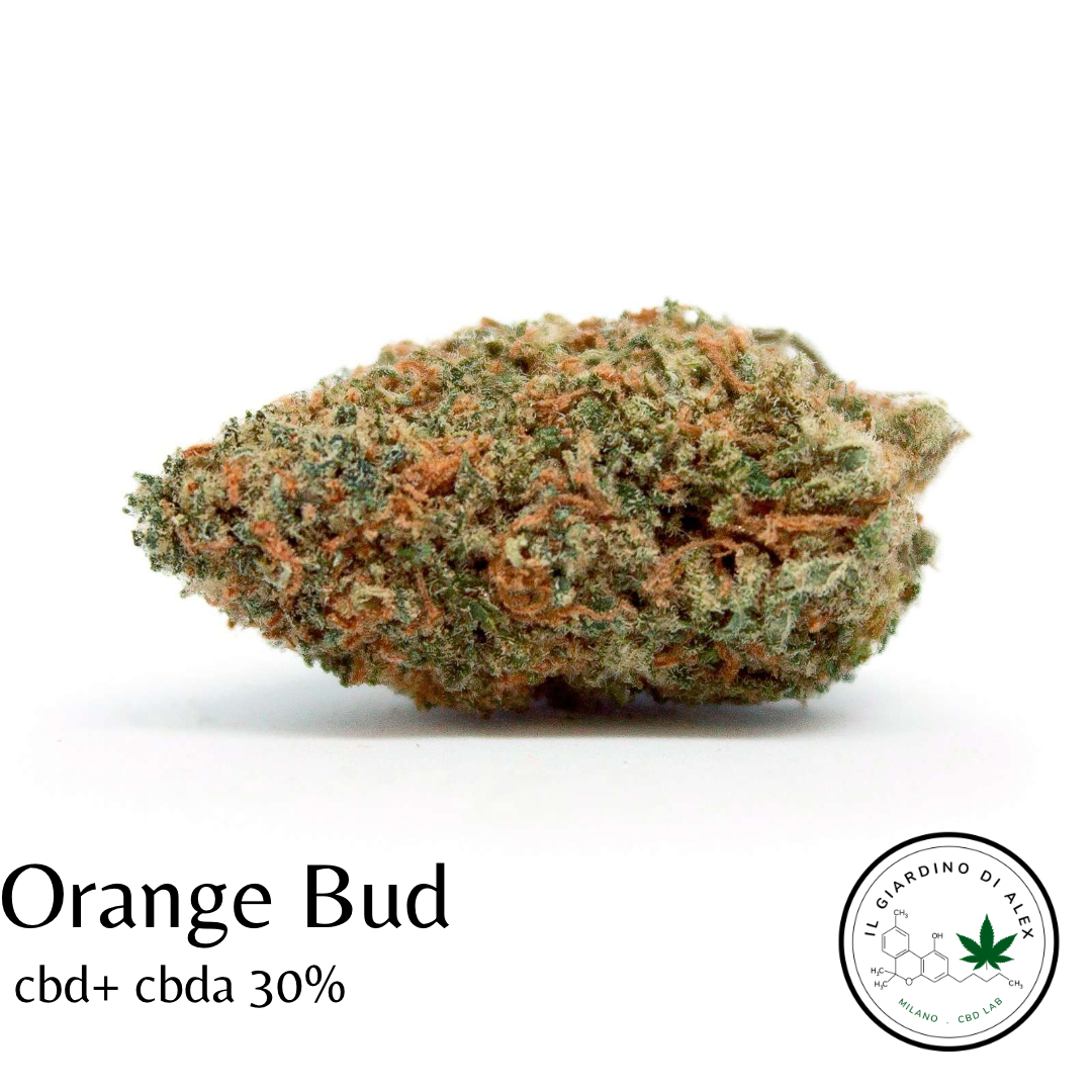 Orange Bud Cannabis Light