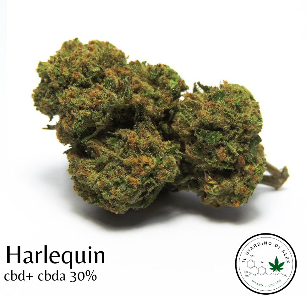 Cannabis Light Harlequin