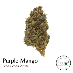 Cannabis Light Purple Mango