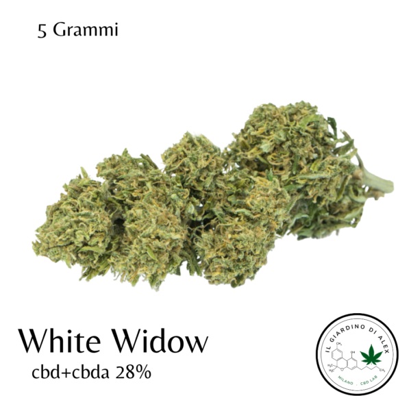 Cannabis Light White Widow - immagine 5