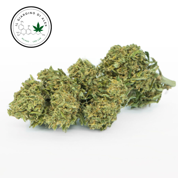 Cannabis Light White Widow - immagine 2