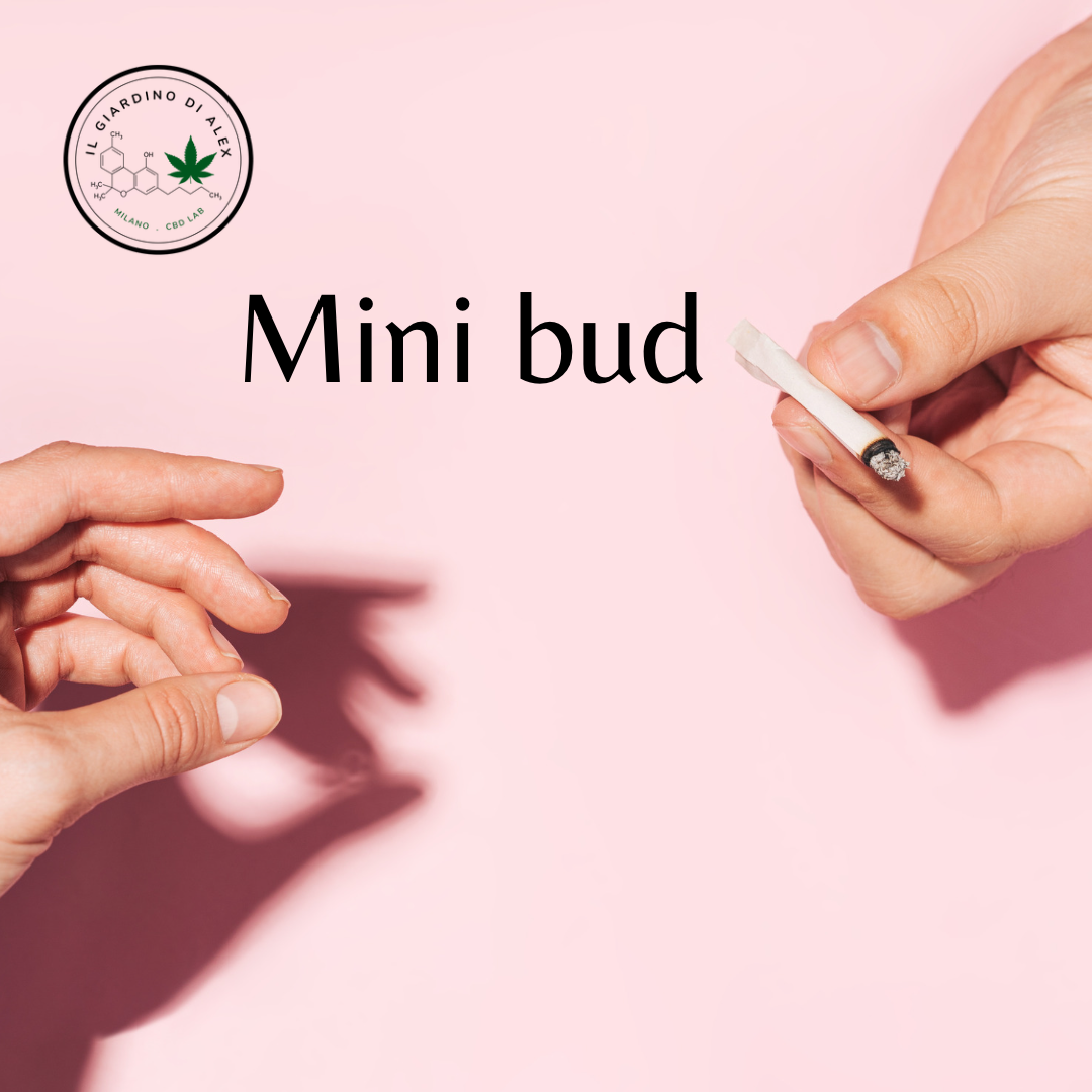 Cannabis Light Amnesia Mini-bud - immagine 4