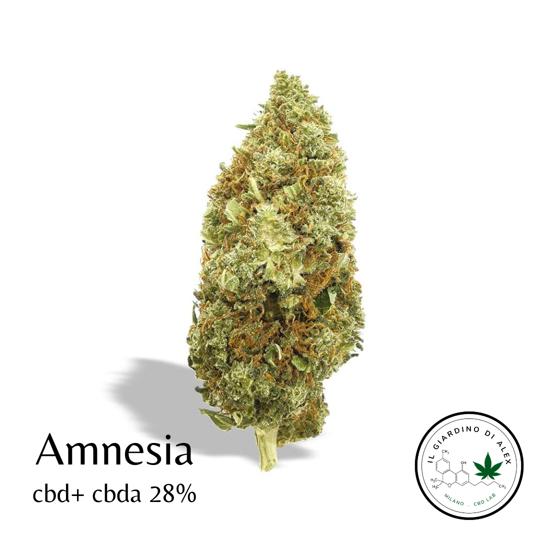 Cannabis Light Amnesia Mini-bud - immagine 2
