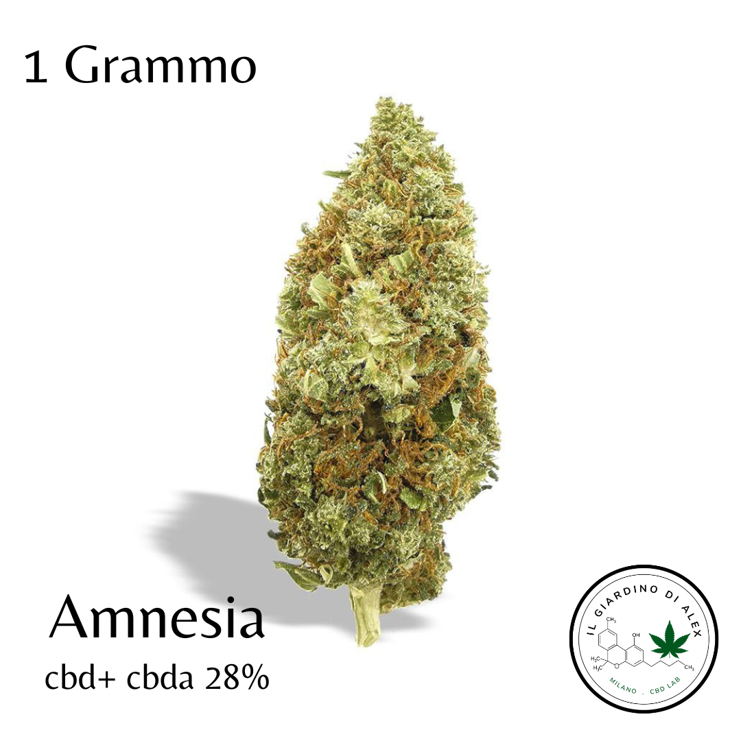 Cannabis Light Amnesia - immagine 4
