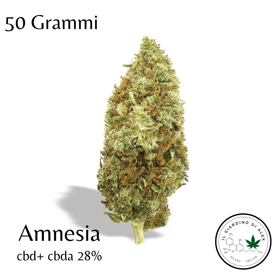 Cannabis Light Amnesia - immagine 2