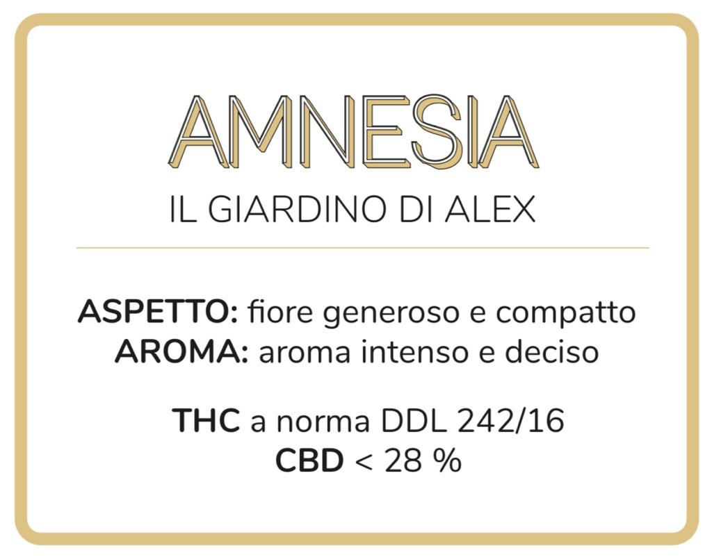 Cannabis Light Amnesia Mini-bud - immagine 3