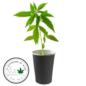 Piante Cannabis Ornamentali - Talee