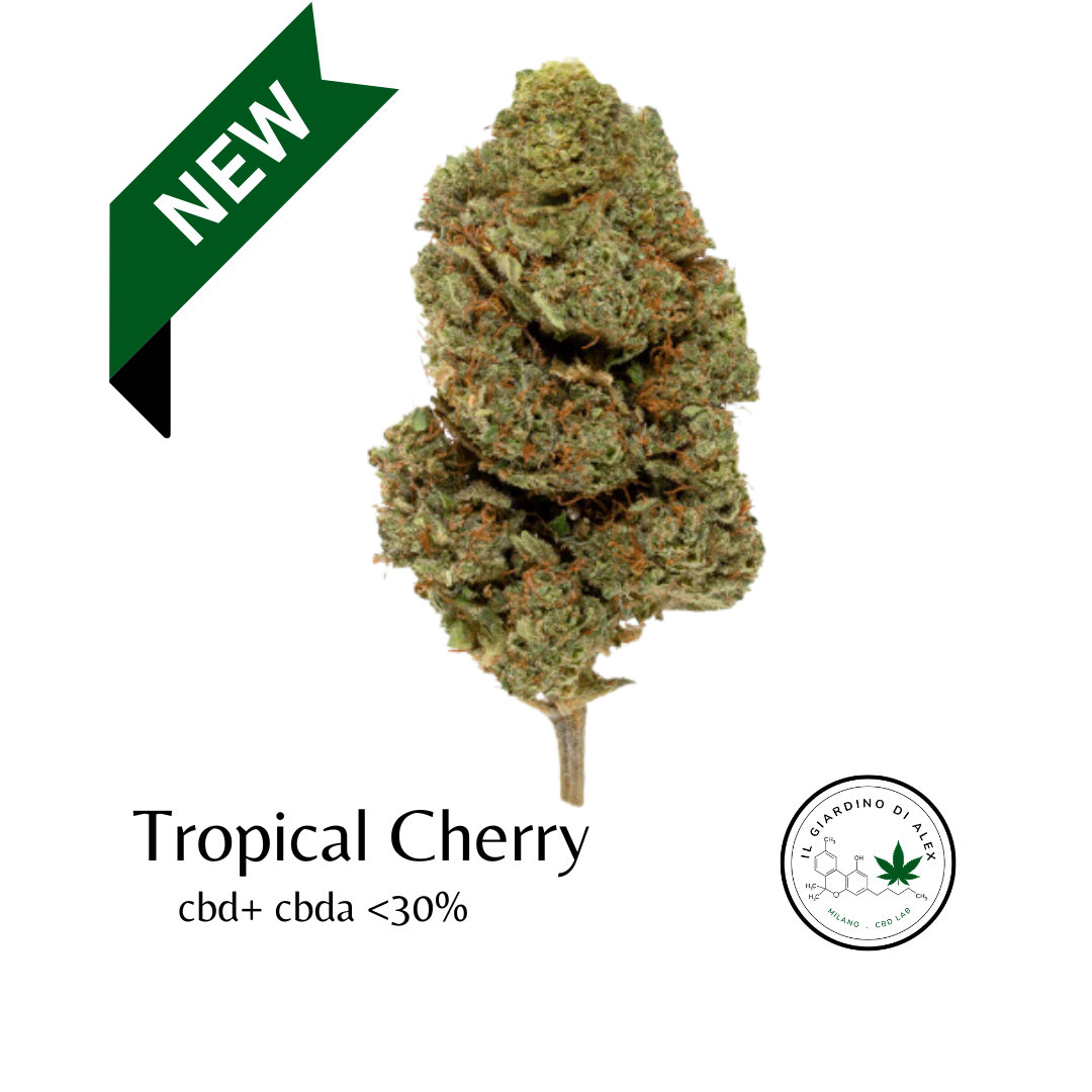 Tropical Cherry Cannabis Light