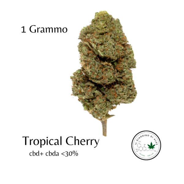 Cannabis Light Tropical Cherry - immagine 3