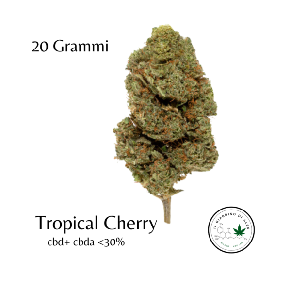 Cannabis Light Tropical Cherry - immagine 4