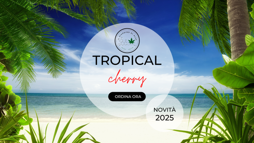 Cannabis Light tropical cherry