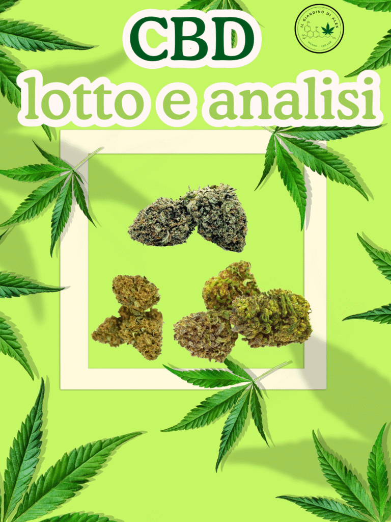 Fiori di CBD con lotto e analisi