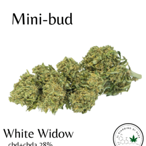 White widow Mini-bud