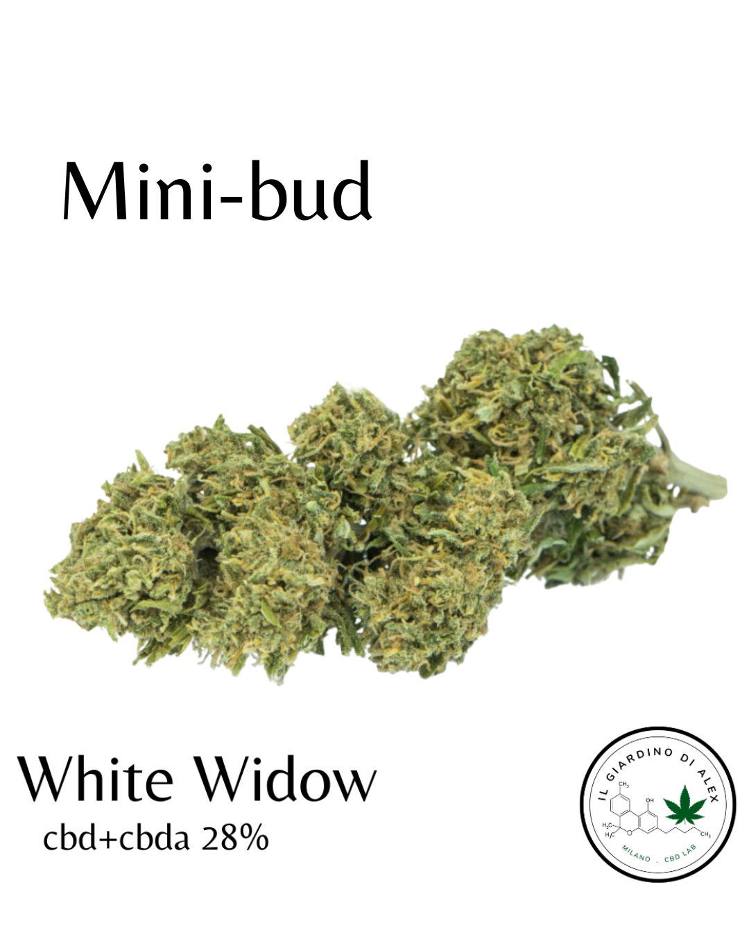 White widow Mini-bud