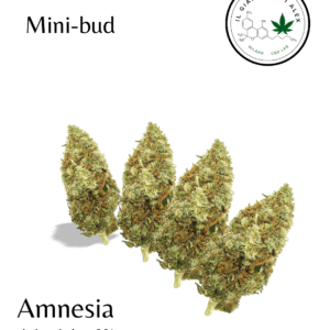 minibud amnesia