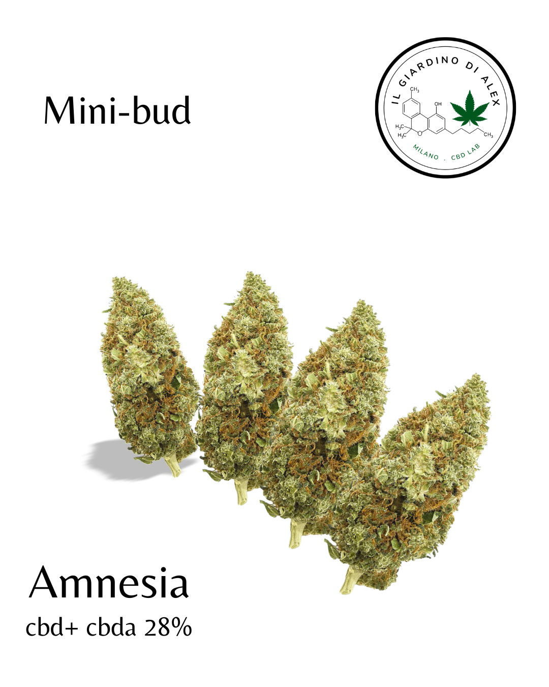 minibud amnesia